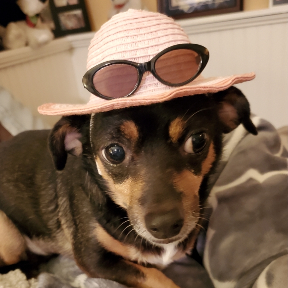 Small dog sun hat